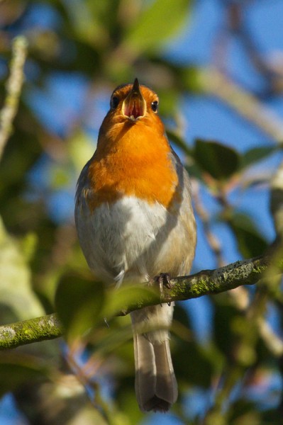 Robin singing