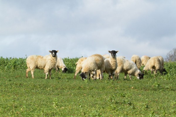 Flock of sheep