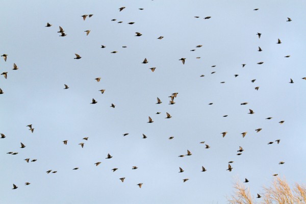 Flock of starlings