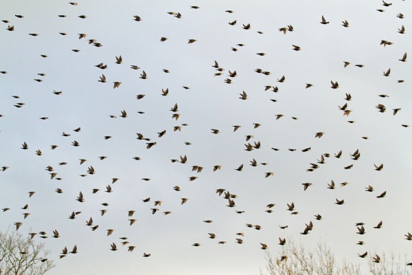 Flock of starlings