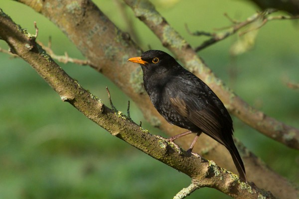 Blackbird