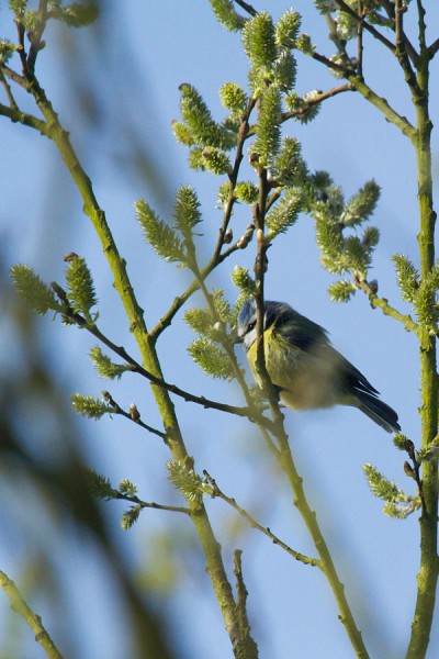 Blue tit