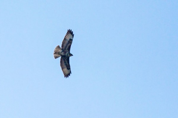 Common buzzard