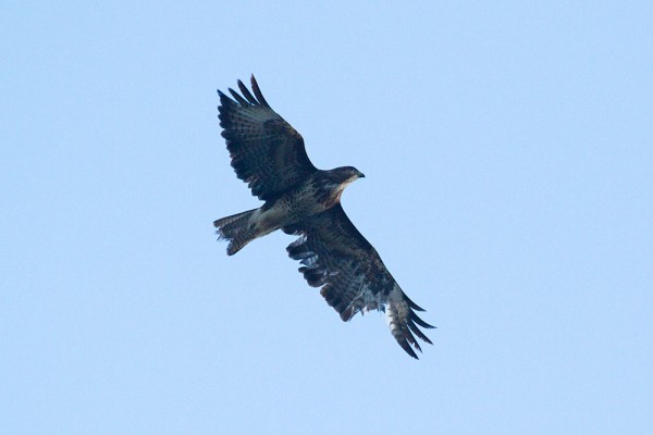 Common buzzard with missing primaries