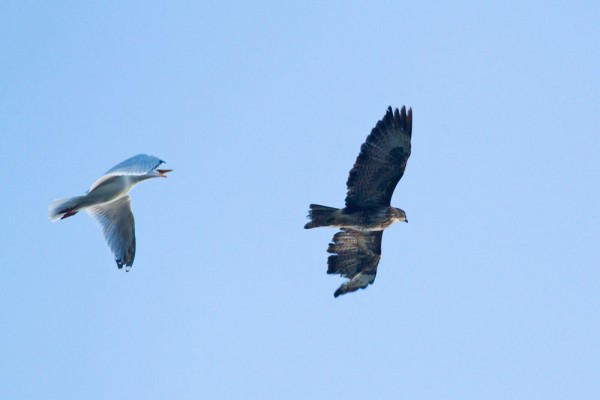 Common buzzard with missing primaries