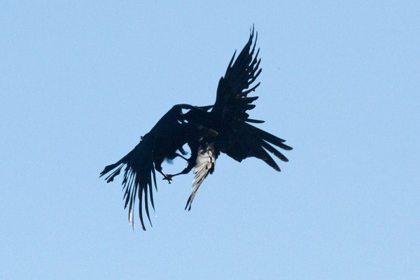 Two crows engaging in mid-air combat.