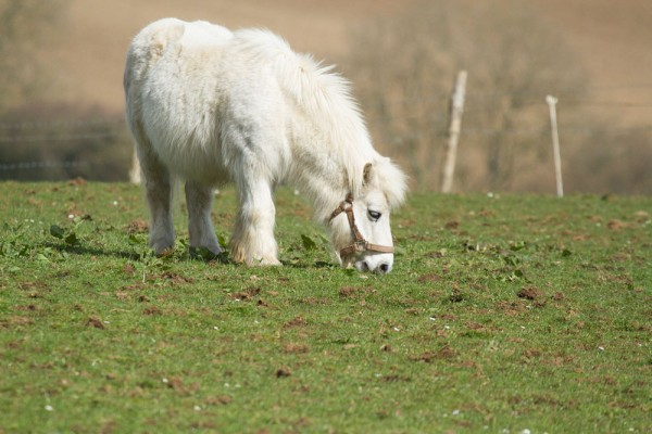 White pony