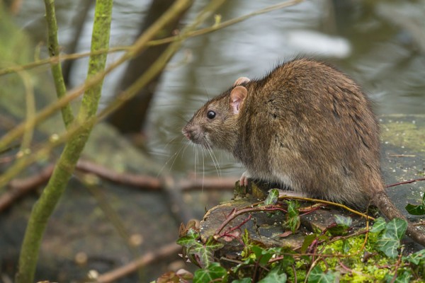 rat in undergrowth