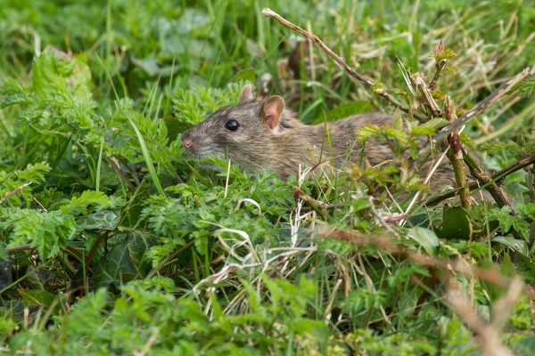 rat