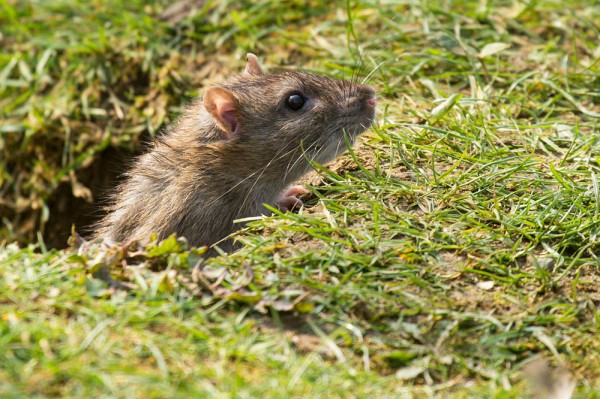 rat