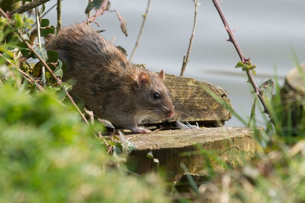 rat