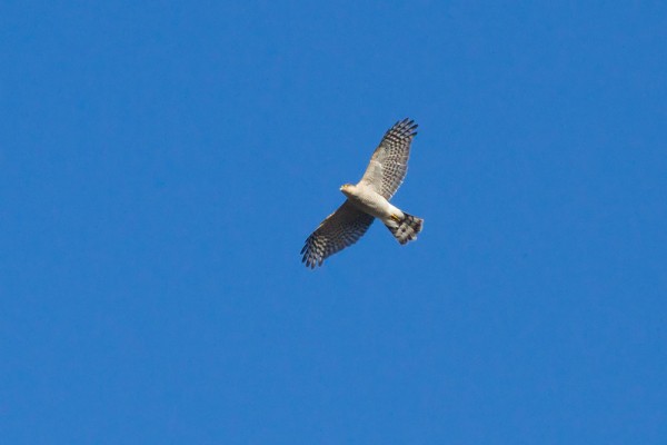 Sparrowhawk