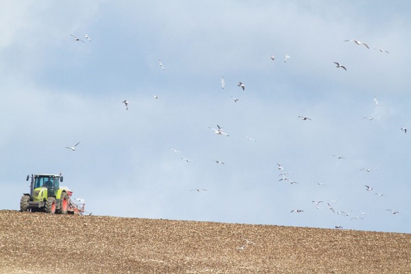 Tractor followed by herring gulls