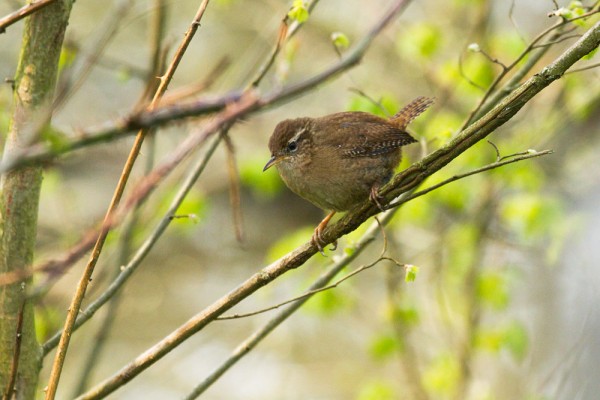 Wren