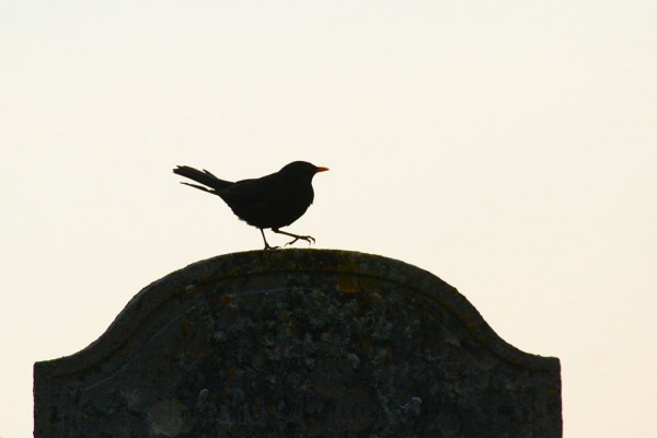Blackbird on gravestone
