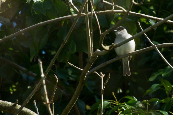 Blackcap 