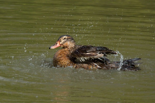 duck