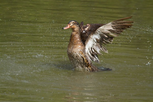 duck