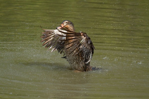 duck