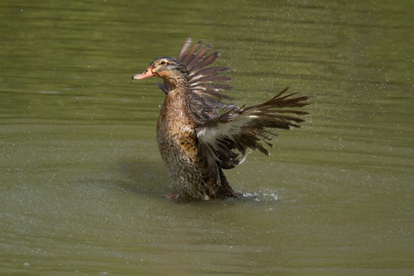 duck