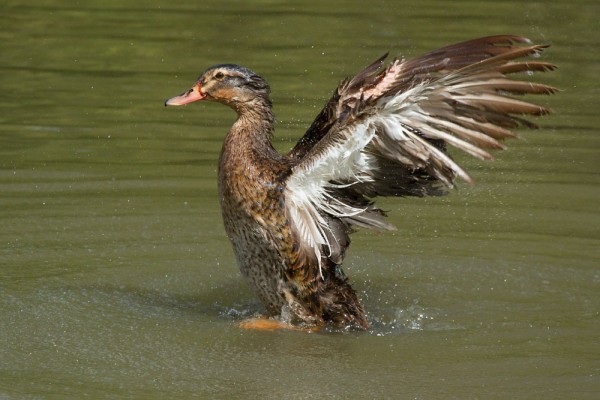 duck