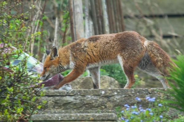 fox