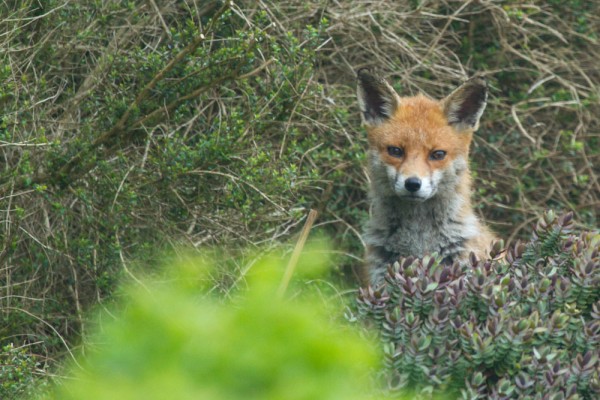 fox