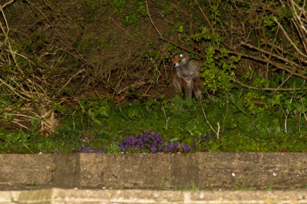 Shy fox at the rear of the garden