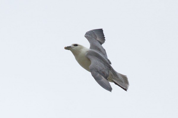 fulmar