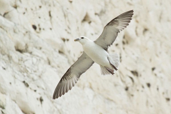 fulmar