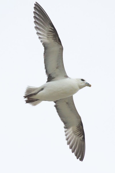 fulmar