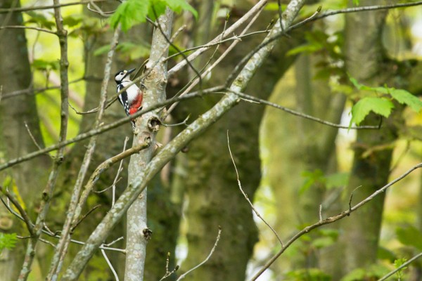 Great Spotted Woodpecker