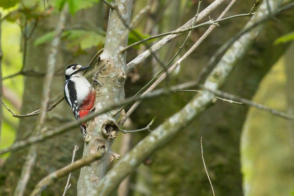 Great Spotted Woodpecker