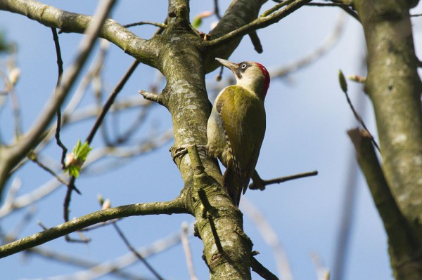 Green woodpecker 