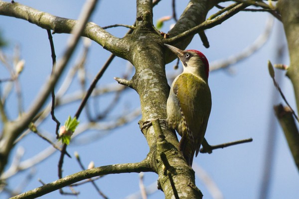 Green woodpecker 
