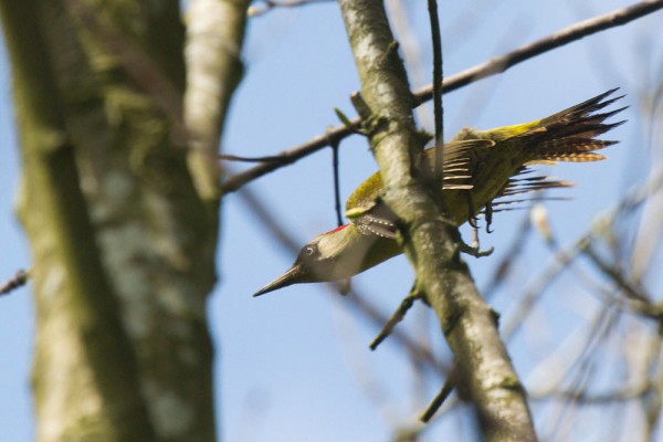Green woodpecker 