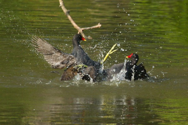 moorhens fighting 