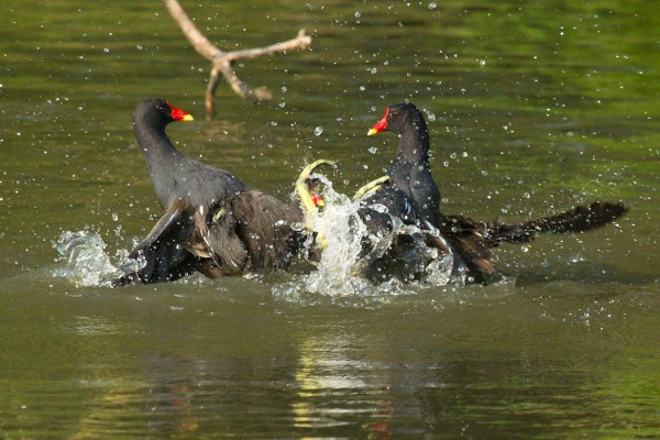 moorhens fighting 