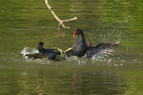 moorhens fighting 