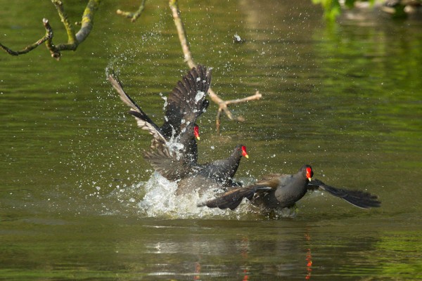 moorhens fighting 