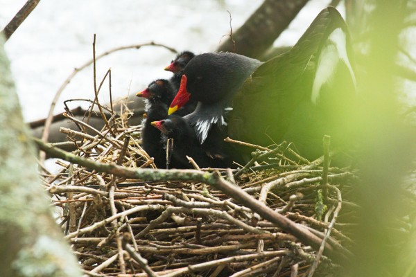 Moorhen chicks
