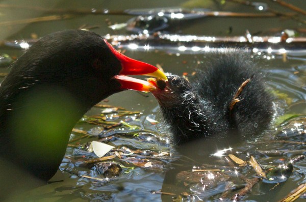 Moorhen chicks