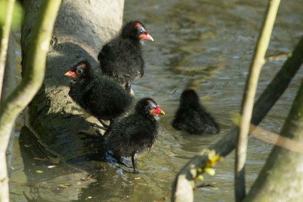 Moorhen chicks