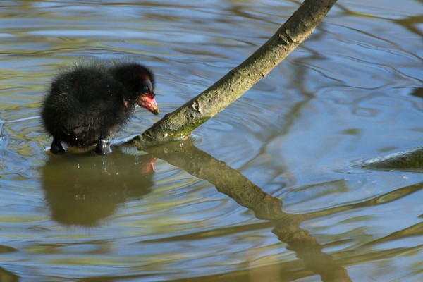 Grumpy moorhen chick