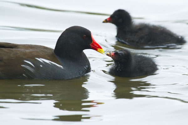 Moorhen chicks