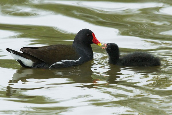 Moorhen chicks