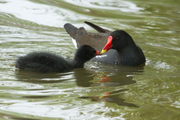 Moorhen chicks
