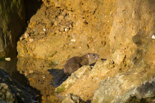 rat