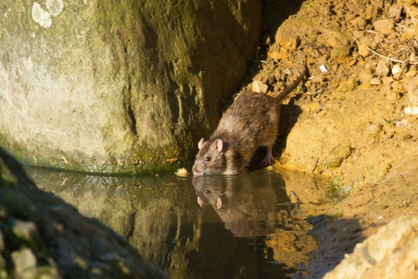 rat