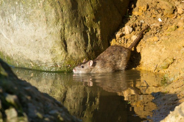 rat